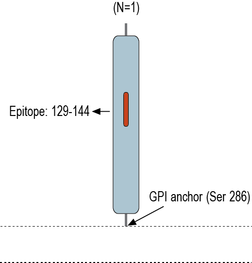 Anti-CD157/BST1 (extracellular) Antibody