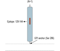 CD157/BST1 (extracellular) Blocking Peptide