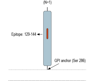 CD157/BST1 (extracellular) Blocking Peptide