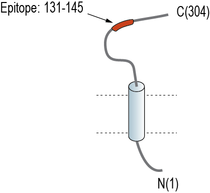 Anti-CD38 (extracellular) Antibody