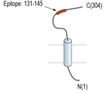CD38 (extracellular) Blocking Peptide