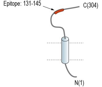 CD38 (extracellular) Blocking Peptide