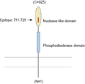 Anti-ENPP1 (extracellular) Antibody