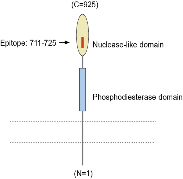 Anti-ENPP1 (extracellular) Antibody