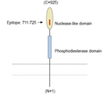 ENPP1 (extracellular) Blocking Peptide