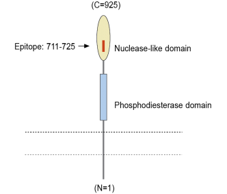 ENPP1 (extracellular) Blocking Peptide