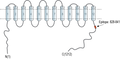 Anti-NKCC1 (SLC12A2) Antibody