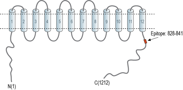 Anti-NKCC1 (SLC12A2) Antibody