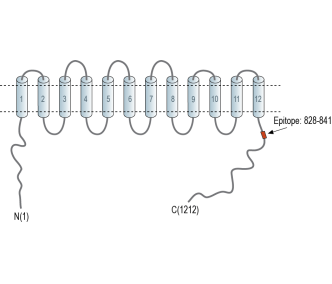 NKCC1/SLC12A2 (extracellular) Blocking Peptide