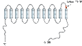 Anti-NKCC2 (SLC12A1) Antibody