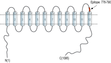 Anti-NKCC2 (SLC12A1) Antibody