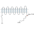 NKCC2/SLC12A1 (extracellular) Blocking Peptide