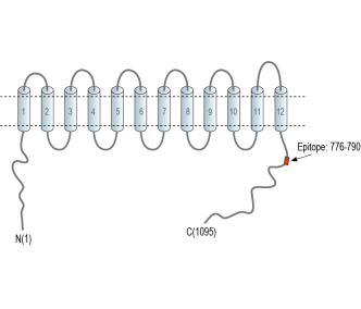 NKCC2/SLC12A1 (extracellular) Blocking Peptide