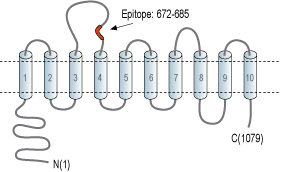 Anti-SLC4A4 (NBC1) (extracellular) Antibody