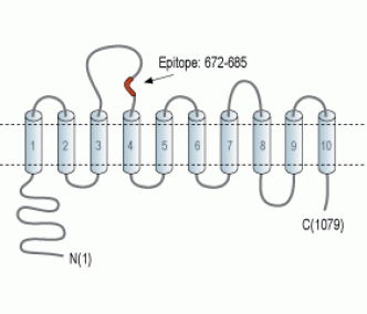 SLC4A4/NBC1 (extracellular) Blocking Peptide