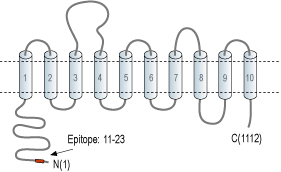 Anti-Rat SLC4A5 (NBC4) Antibody