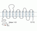 Rat SLC4A5/NBC4 Blocking Peptide
