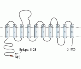 Rat SLC4A5/NBC4 Blocking Peptide