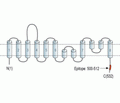ASCT1/SLC1A4 Blocking Peptide