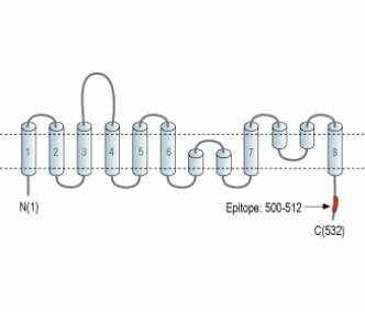 ASCT1/SLC1A4 Blocking Peptide