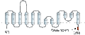 Anti-ASCT2 (SLC1A5) Antibody
