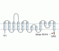 ASCT2/SLC1A5 Blocking Peptide
