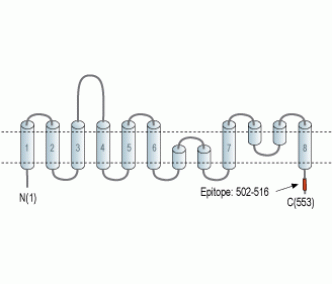 ASCT2/SLC1A5 Blocking Peptide
