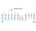 Human ASCT2/SLC1A5 (extracellular) Blocking Peptide