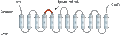 Anti-SLC17A9 Antibody
