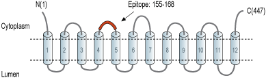 Anti-SLC17A9 Antibody