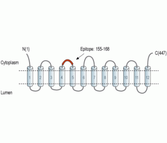 SLC17A9 Blocking Peptide