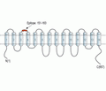 SLC7A2 (extracellular) Blocking Peptide