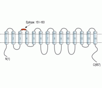 SLC7A2 (extracellular) Blocking Peptide