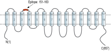 Anti-SLC7A2 (extracellular) Antibody