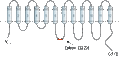 Anti-LAT1 (SLC7A5) Antibody