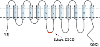 Anti-LAT1 (SLC7A5) Antibody