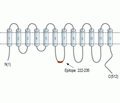 LAT1/SLC7A5 Blocking Peptide