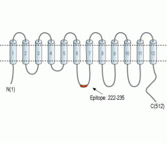 LAT1/SLC7A5 Blocking Peptide