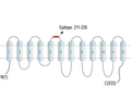 LAT2 (SLC7A8) (extracellular) Blocking Peptide