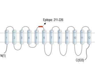 LAT2 (SLC7A8) (extracellular) Blocking Peptide