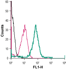 Anti-xCT/SLC7A11 (extracellular)-FITC Antibody