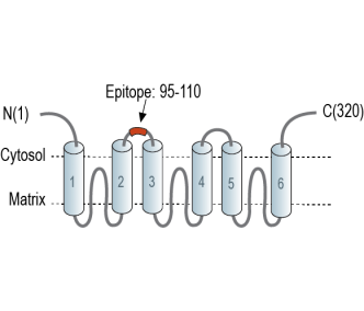SLC25A18 (GC2) Blocking Peptide