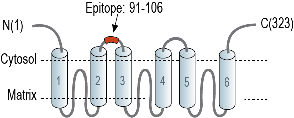 Anti-SLC25A22 (GC1) Antibody