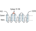 SLC25A22 (GC1) Blocking Peptide