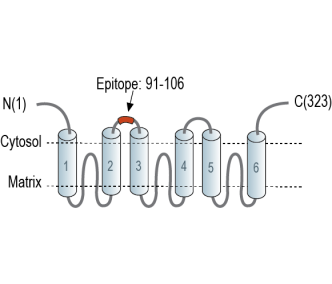 SLC25A22 (GC1) Blocking Peptide
