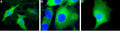 Anti-UCP2 Antibody