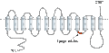 Anti-SLC47A1 Antibody