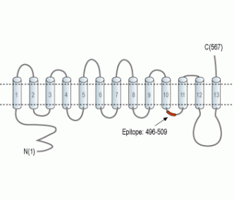 SLC47A1 Blocking Peptide