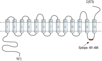 Anti-SLC47A2 Antibody