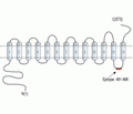 SLC47A2 Blocking Peptide